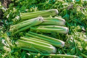 cut-celery-plants committee