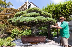 The United States National Arboretum-National Bonsai and Penjing Museum, located in Washington, D.C.. Operated by the United States Department of Agricultures - Agricultural Research Service. Curator, Jack Sustic waters one of the museum’s special bonsai, 390 year old, Hiroshima surviving tree, donated by Bonsai master, Masaru Yamaki.