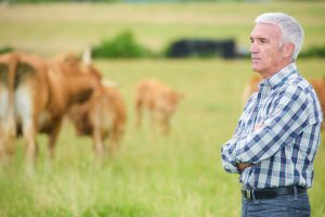 man-looking-at-the-cattle animal health