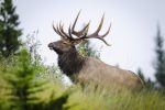 world wildlife bull-elk