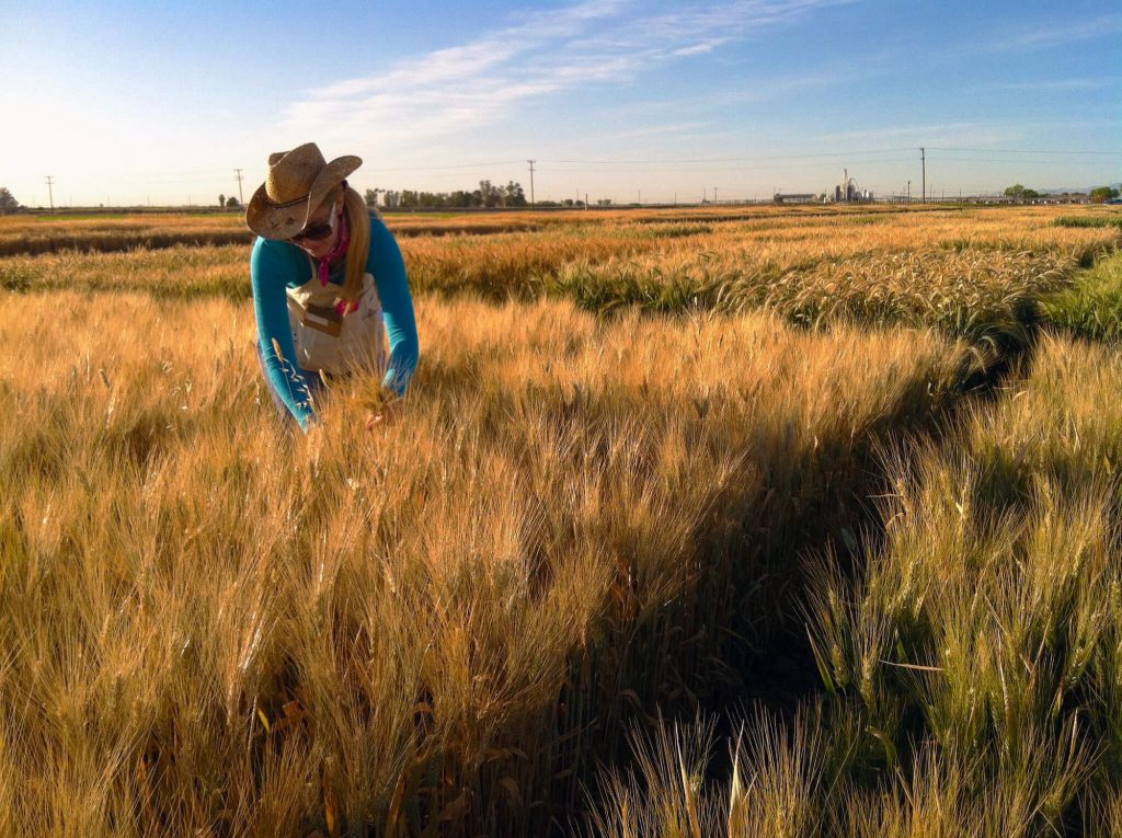 Brittany Hazard, a University of California-Davis doctoral student collecting samples from a wheat field.