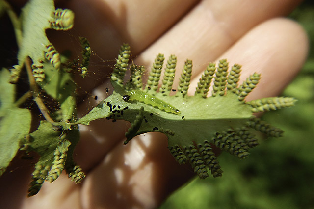 control invasive plants