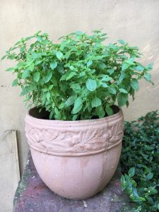basil-plant