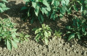 Pepper infected with curly top viruses: If infected early, plants can be severely stunted. (Image courtesy UC-ANR)