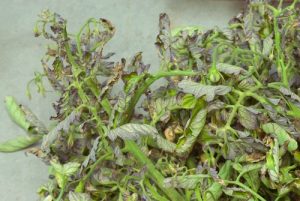 beet curly top virus