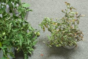 Tomato infected with curly top viruses: If infected early, plants can be severely stunted. (Image courtesy UC-ANR)