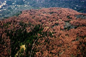 california-forest-dying-trees-16