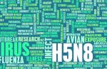 h5n8-concept bird flu
