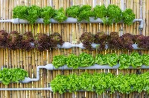 organic-hydroponic-vegetables-vertical-garden