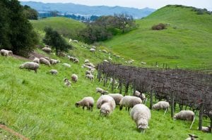 sheep-grazing-at-the-rolling-hills-of-sonoma-california