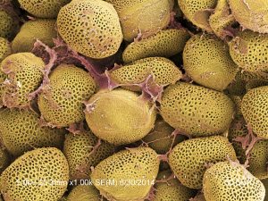 Scanning electron micrograph of fresh pollen removed from wax storage cells of honey bee colonies. In choice tests, bees strongly preferred freshly collected pollen over aged pollen.