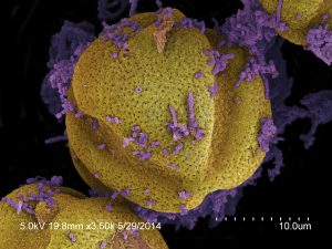 Scanning electron micrograph revealing pollen grains (yellow) and bacteria (purple) extracted from the hindgut of the honey bee Apis mellifera. The presence of these symbiotic gut bacteria helps keep honey bee pathogens in check.