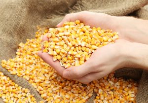 grain, on brown corn background exports