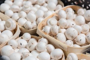 mushroom growing plant