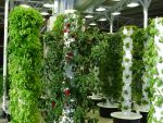 vertical gardening