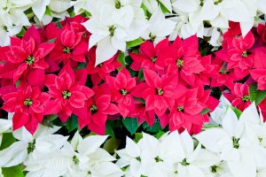 christmas-poinsettias-2