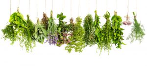 Kitchen herbs hanging isolated on white. Food ingredients