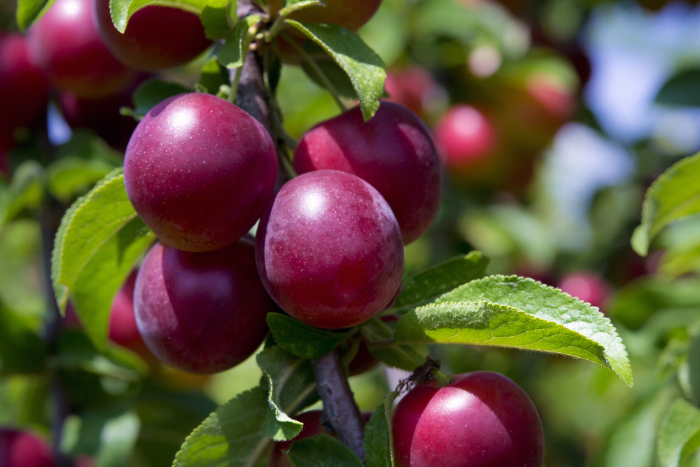 fruit trees