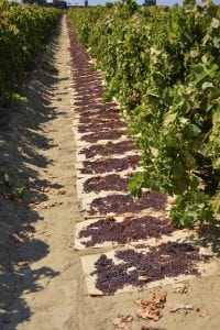raisins-dried-on-the-sun-on-a-farm-in-california