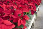 red-poinsettia-2