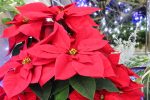 poinsettia day
