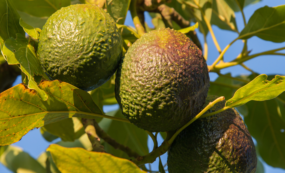 california avocados
