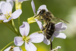 honeybee research facility