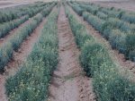 guayule