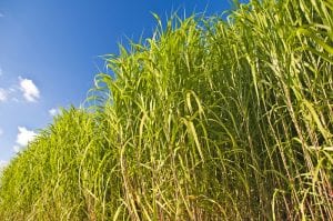 switchgrass energy