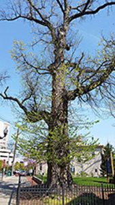 A 200-year-old elm tree in Perth Amboy, New Jersey. Photo by New Jersey Department of Environmental Protection.