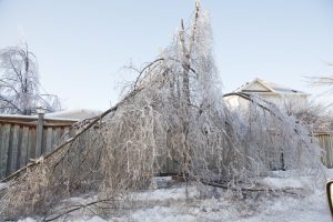 TORONTO - DECEMBER 23, 2013: Winter ice storm aftermath showing devastation caused to trees.