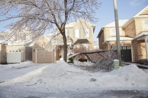 TORONTO - DECEMBER 23, 2013: Winter ice storm aftermath showing devastation caused to trees.