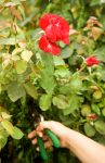winter pruning roses