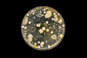 citrus greening disease
