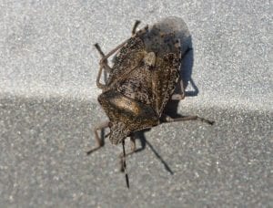 Brown Marmorated Stinkbug