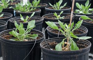 Guayule plants in an ARS research greenhouse. (Photo by Byung-guk Kang/USDA/ARS)