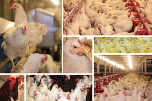 national poultry improvement plan