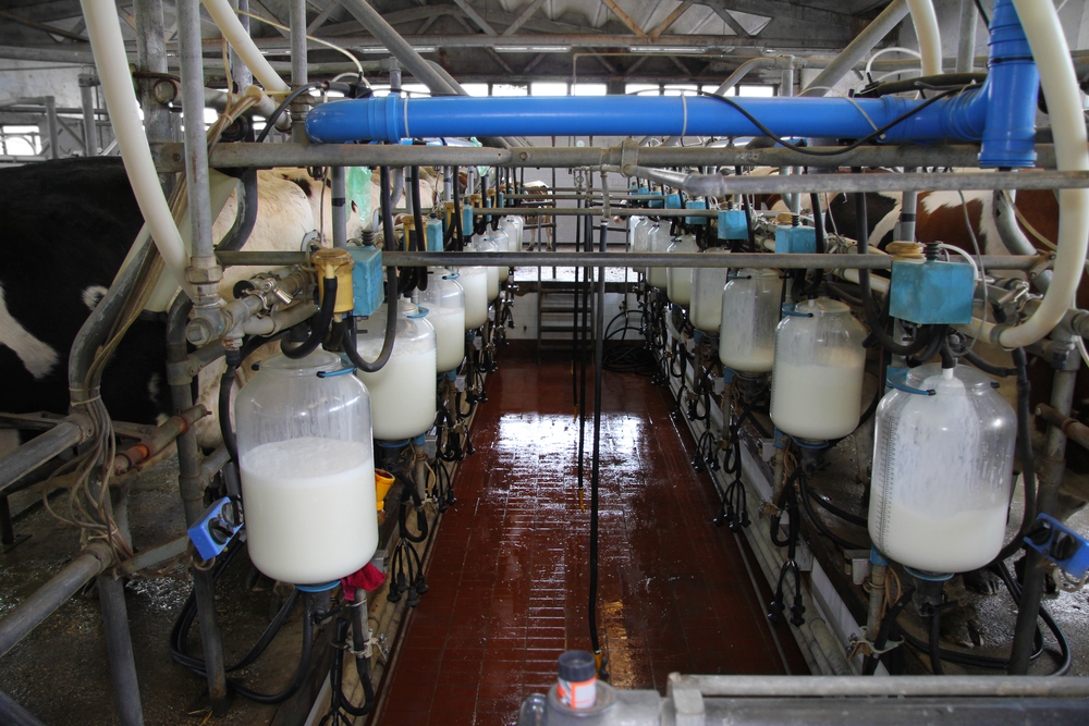 dairy margin