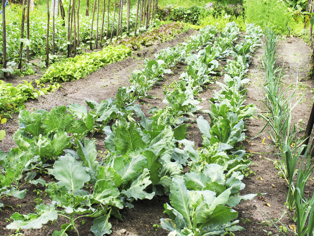 growing organic garden