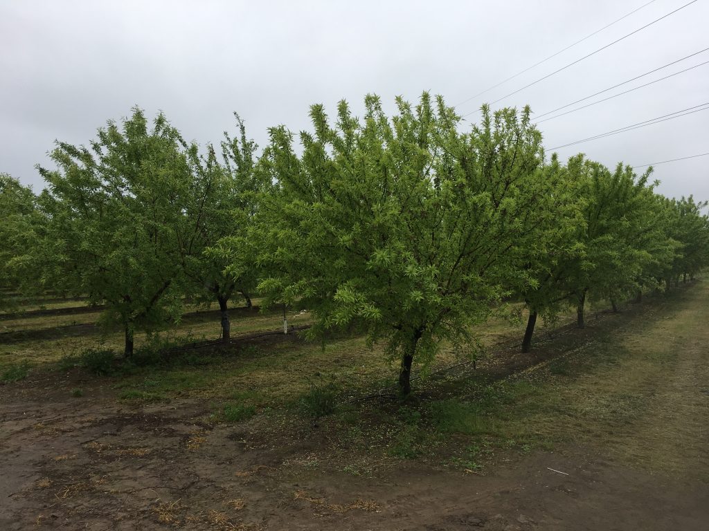 yellow almond trees