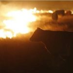 brush fire damage costly