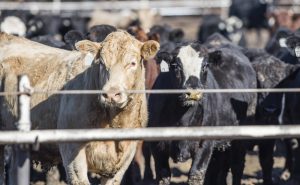 cattle inventories