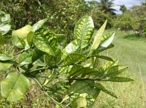 citrus disease
