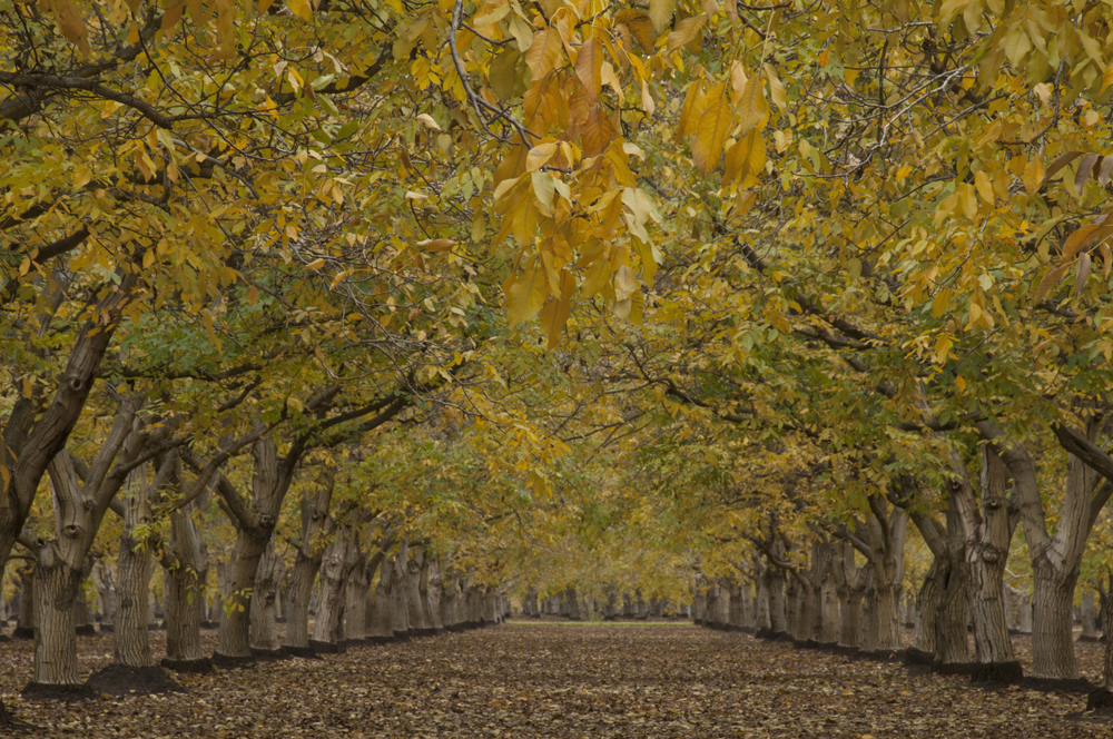 California walnut marketing order