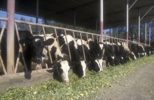 Improving Livestock Digestion