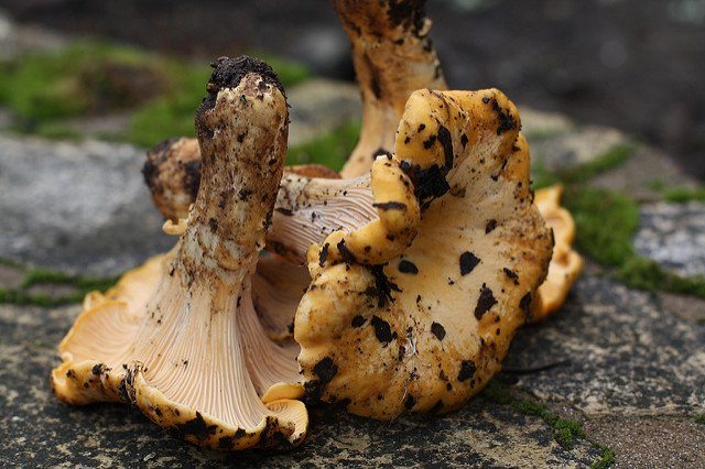 mushrooms