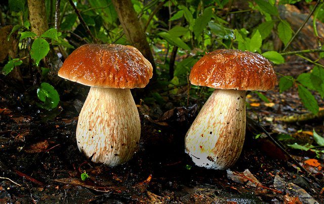 mushrooms