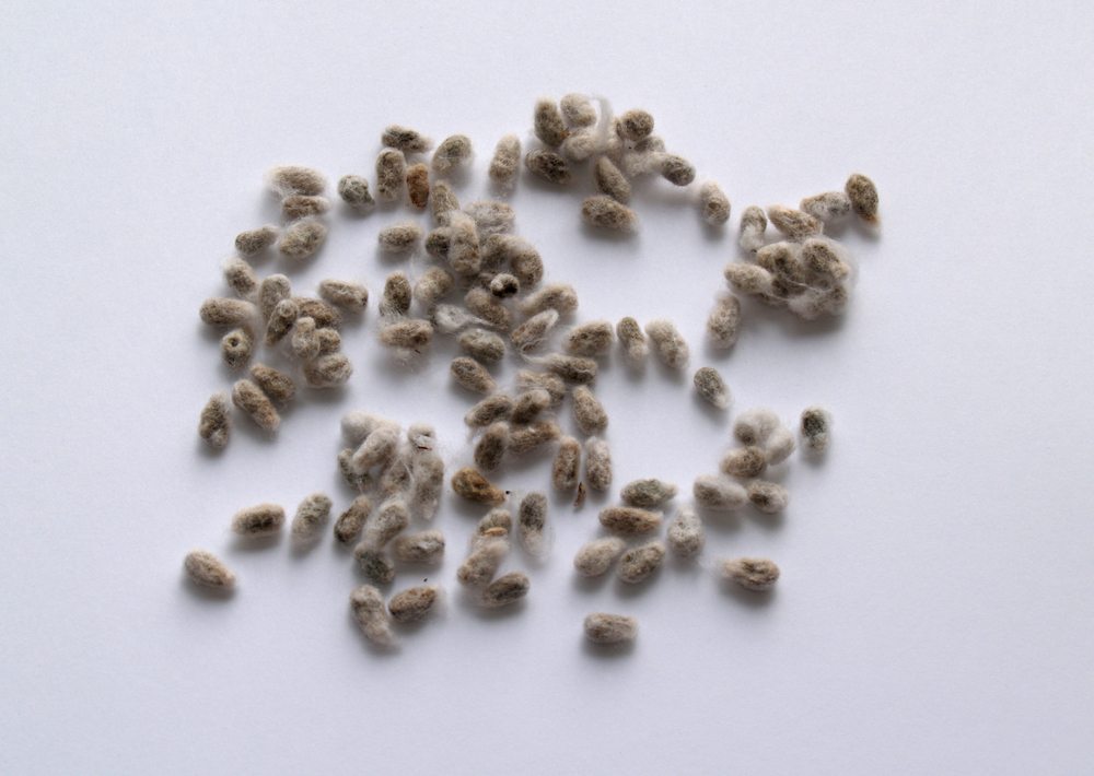 seeds