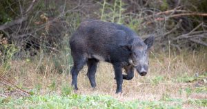 feral hog fight
