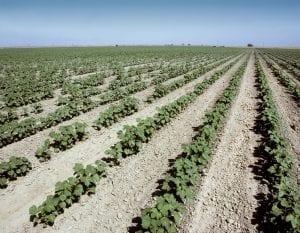 cotton plantings 